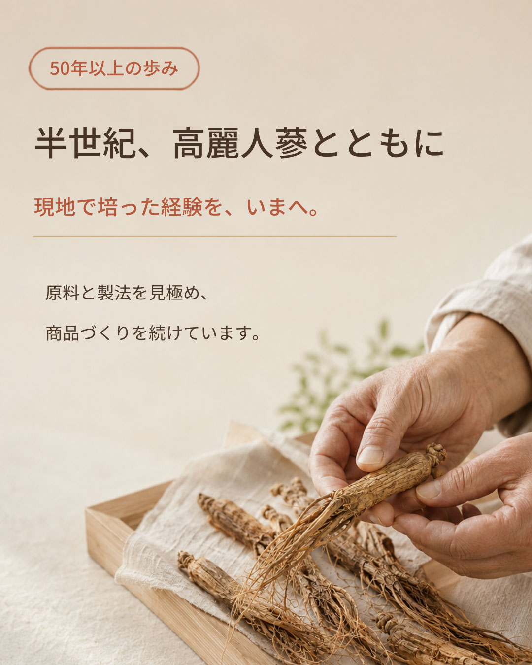 半世紀、高麗人参とともに